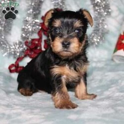 David/Yorkie									Puppy/Male																/7 Weeks,Meet David the tiny Yorkie puppy with a sweet and frisky disposition! This little cutie would love to be your new pocketbook puppy and go everywhere with you. He loves attention and is already very well socialized and spoiled! David is up to date on shots and dewormer and vet checked! If you are interested in learning more about our little Yorkie puppy contact us today!