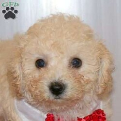 Snickerdoodle/Bich-Poo									Puppy/Female														/7 Weeks,Meet Snickerdoodle, a darling Bich-Poo puppy with a curly coat of fur! This sweet gal is vet checked, up to date on shots and wormer, plus comes with a health guarantee provided by the breeder. Snickerdoodle is family raised and great with children. This well socialized pup is super friendly and both parents are available to meet. To find out more about Snickerdoodle, please contact Rachel today!