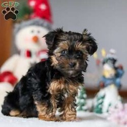 Chloe/Yorkie Poo									Puppy/Female														/10 Weeks,Meet Chloe, the most darling little Yorkiepoo you’ll ever encounter! With her soft, black & tan coat and twinkling eyes, she’s a picture of pure charm. She boasts a spunky yet sweet personality, she loves cozy snuggles as much as she does active play sessions. This little Yorkiepoo has inherited the best traits from its Poodle and Yorkshire Terrier heritage. Poodles are known for their intelligence, liveliness, and hypoallergenic qualities, while Yorkies are often described as loyal, confident, and feisty. Chloe is the ideal blend of sweetness and sass, making her an irresistible companion for anyone fortunate enough to call her their own!