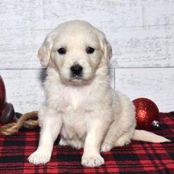 Adopt a dog:M and M/Golden Retriever/Male/6 weeks,On a scale of 1 to 10, my cuteness is an 11. The family I have now tells me that I am a true cutie and any family would be lucky to have me. But truthfully, I'd be lucky to have a family to love me and I sure hope that it is you. I'm a simple pup. I like to play, run around, take a nap or two, and a puppy treat every now and then would sure be great. I am vet check from head to tail so I am healthy and ready to go. I have packed my bags and I am ready to venture off to my new family as soon as possible.