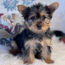 Adopt a dog:Avery/Yorkshire Terrier/Female/10 weeks,I am ready to make you smile! My adorable face is guaranteed to make you fall head over heels for me. I am full of energy and ready to take on the day with you! I enjoy staying active, whether it’s going on early morning walks or going to work with you! I am the happiest when I am around people! I love being the center of attention, so take me anywhere you go, and I promise to be good. Just remember I love to eat and have snacks throughout the day. Do you think we are a match made in heaven? If so, then make me yours today! I am looking forward to meeting my fur-ever family soon.