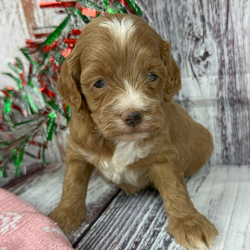 Rafe/Cockapoo/Male/6 weeks