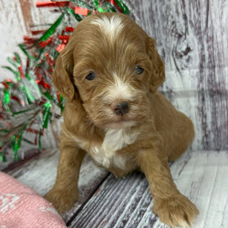 Adopt a dog:Rafe/Cockapoo/Male/6 weeks,Meet Rafe! He has a pretty laid-back personality. Nothing really ruffles his feathers and he kind of just follows his sibling's lead. Rafe will be sure to come home to you happy, healthy, and ready to play. He will be up to date on his puppy vaccinations and vet checks just in time to come to his new home. Don't miss out on the newest addition to your family. He will be sure to steal your heart away.