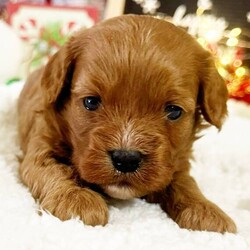 Adopt a dog:Patrick/Cavapoo/Male/4 weeks,Why roll the dice to see what you get when I'm the cutest puppy for your family to get. Throw me a ball or show me your lap, it won't take you long to figure out where I'm at! I maybe young now, cute and cuddly at best, but wait until I get bigger and its lots of adventures with no rest! Take me home now and you will not regret it. The bond that we'll build, of love and affection, will make a lifelong partnership and an unforgettable connection!