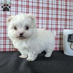 Tiny Snowball/Maltese									Puppy/Male																/7 Weeks,Meet Snowball a tiny  fluffy Maltese! Just in time for Christmas Snowball is a  playful little pup and well socialized! He is micro chipped up to date on he’s shots and dewormer and will be vet checked before going to he’s new home! Call Katie today to find out more about this sweetheart! 