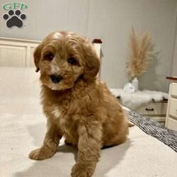 Bells/Mini Goldendoodle									Puppy/Male																/8 Weeks,Meet Bells an adorable little guy ready for his new home right before Christmas! His mother is the family pet and here for you to meet as well. Expected adult weight is 25 to 30 pounds. What’s not to love? Call or schedule a visit today