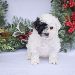 Zendaya/Toy Poodle									Puppy/Female														/8 Weeks,TOY POODLE puppies now available for the 2024 Christmas season! These adorable tiny babies are looking for there new forever homes with you and your family today! Each puppy goes to there new home Vet checked with full documentation provided and a health guarantee! Both puppies parents are here on site to meet along with all current puppies available from this litter. If you’d like more information or to schedule an appointment to meet one of them please contact us today!