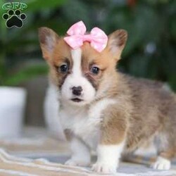 Faith/Pembroke Welsh Corgi									Puppy/Female														/7 Weeks,Meet Faith, the charming Pembroke Welsh Corgi who’s ready to bring joy, laughter, and unconditional love into your home! With her signature perky ears, fluffy coat, and those irresistibly stubby legs, she is the picture of Corgi perfection. Her playful personality is contagious—whether she’s chasing after her favorite ball, exploring the backyard, or mastering new tricks, she approaches every moment with enthusiasm. And when the fun winds down, she transforms into the ultimate cuddle companion, ready to share cozy snuggles.