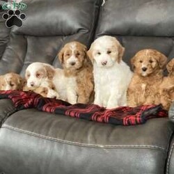 Cuddles/Mini Goldendoodle									Puppy/Male																/8 Weeks,Meet Cuddles the most loving and handsome boy ready for his new home right in time for the holidays! Mother is the family pet and here for you to meet! Call or schedule a visit today. 