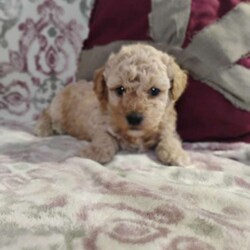 Nicholas/Miniature Poodle Mix									Puppy/Male																/6 Weeks,Very cute and super friendly! They were born and are raised in our house! He is super with our 2 year old! Very nice light color!