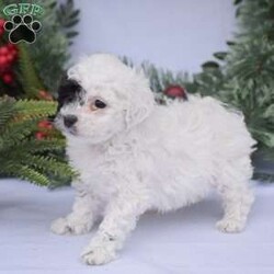 Zendaya/Toy Poodle									Puppy/Female														/8 Weeks,TOY POODLE puppies now available for the 2024 Christmas season! These adorable tiny babies are looking for there new forever homes with you and your family today! Each puppy goes to there new home Vet checked with full documentation provided and a health guarantee! Both puppies parents are here on site to meet along with all current puppies available from this litter. If you’d like more information or to schedule an appointment to meet one of them please contact us today!