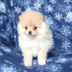 Lilac/Pomeranian									Puppy/Female														/October 26th, 2024,Meet Lilac, an adorable Pomeranian puppy full of personality! Lilac is vet-checked, up-to-date on her shots and wormer, and comes with a 30-day health guarantee provided by the breeder. Raised in a loving, family environment, she’s socialized and ready to be your playful, happy, and sweet companion. With her charming nature and fluffy coat, Lilac is sure to bring a smile to your face every day. If you’re looking for a tiny bundle of joy, Lilac is the perfect fit! Contact the breeder today for more information!