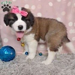 Angel/Saint Bernard									Puppy/Female														/8 Weeks,Say hello to these sweet saint Bernard puppies. They are so full of love. Just waiting to cuddle with you. They are so cute. Teddy bears that’s what I love about saint Bernard. There’s a big furry  and so friendly. These saint bernard puppies come up to date on Vaccination and deworming also microchip and akc Register. I would love for you to call or text leah  and schedule an appointment. I would love for you to come meet my beautiful saint bernards ..