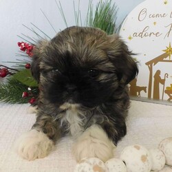 Lacey/Shih Tzu									Puppy/Female														/October 26th, 2024,Meet Lacey!  A sweet,  cuddly Shih-Tzu puppy looking for a good home.  She is family raised, non kennel and child friendly.  Will be vet checked and up to date with shots and wormer.  Mother is available for you to meet. 