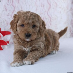 Idella/Mini Goldendoodle									Puppy/Female														/6 Weeks