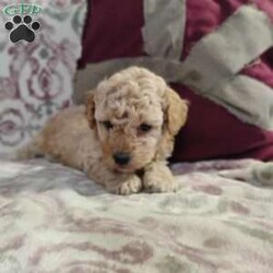 Nicholas/Miniature Poodle Mix									Puppy/Male																/6 Weeks,Very cute and super friendly! They were born and are raised in our house! He is super with our 2 year old! Very nice light color!