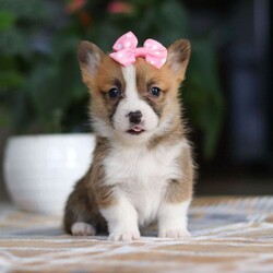 Faith/Pembroke Welsh Corgi									Puppy/Female														/7 Weeks,Meet Faith, the charming Pembroke Welsh Corgi who’s ready to bring joy, laughter, and unconditional love into your home! With her signature perky ears, fluffy coat, and those irresistibly stubby legs, she is the picture of Corgi perfection. Her playful personality is contagious—whether she’s chasing after her favorite ball, exploring the backyard, or mastering new tricks, she approaches every moment with enthusiasm. And when the fun winds down, she transforms into the ultimate cuddle companion, ready to share cozy snuggles.