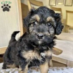 Chocolette/Mini Aussiedoodle									Puppy/Female														/8 Weeks,Merry Christmas!  Meet our sweet Mini Aussidoodle puppy, Chocolette! What a perfect gift this year to be cuddled under the Christmas tree!  Her mom is a Mini Australian Shepherd, and her dad is a Mini Poodle. She is the perfect mix of Poodle and Australian Shepherd that gives her that curly hair! This little gal is vet checked and up to date on shots and wormer, plus comes with a health guarantee provided by the breeder! Chocolette is friendly, outgoing, and well socialized and is absolutely adorable! She is currently being family raised with our five children, making her a perfect addition to your family home! We can hold her for Christmas! If you would like more information, text or call Steve Stoltzfus now!