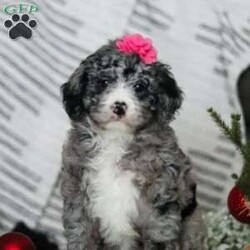 Alexis/Bernedoodle									Puppy/Female														/7 Weeks,Meet our handsome Bernedoodle named Alexis! She has a gorgeous, blue merle coat that accentuate, her intelligent eyes perfectly. Not only does her appearance make an impression, but her outgoing and playful personality seem to attract attention. This little girl has received lots of care since day one, this helps her mature into the most confident and adaptable dog. We do our best to make her transition to your family go as smooth as possible! The Poodle in this pup lends itself to being highly trainable and intelligent, while the Bernese Mountain Dog keeps him even tempered and laid-back. The Bernese Mama to this litter is a family favorite, her name is Brook. The Dad, Bingo is an outgoing Poodle, his intelligence and loyalty make him super special. He weighs 37 lbs. All the pups are microchipped, up to date on vaccines and dewormer, and will be vet checked from head to tail by our vet to assure you that you are receiving a completely healthy puppy. We also include our one year genetic health guarantee. For any more information please call or text anytime, Monday through Saturday. -Dennis & Marilyn Hershberger