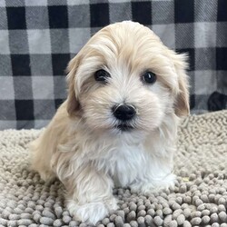 Sally/Coton de Tulear									Puppy/Female														/October 24th, 2024,Meet Sally a cute little Coton, she is ACA Reg. , Vet checked and shots are up to date,  Ready to be your little companion.    