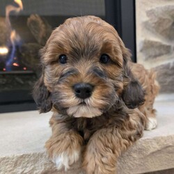 Chip/Cavapoo									Puppy/Male																/6 Weeks,Chip is an adorable F1B Cavapoo puppy who is well socialized and loves to play with kids. Family raised in our home with extra love and care. 