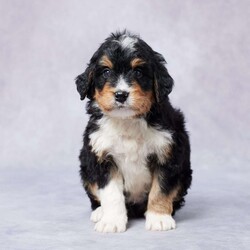 Cal/Mini Bernedoodle									Puppy/Male																/5 Weeks,Meet Cal, an adorable F1 Mini Bernedoodle who’s ready to fill your home with love and joy! This sweet little guy is raised in a caring environment where he’s showered with attention and plenty of cuddles. Cal is well-socialized, so he’s used to being around people and other pets, making him a great fit for any family.