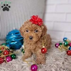 mia/Toy Poodle									Puppy/Female														/8 Weeks,Check out these adorable toy poodle they are about to melt your heart these puppies are the perfect size to cuddle up on your lap and to go with you wherever u go  there mom just love to play and fetch her favorite toy !! These puppies are vet checked Also up-to-date on their vaccinations.And the deworming, microchip and ACA Register .. call or text leah would love to help u set up appointment.. there so sweet!