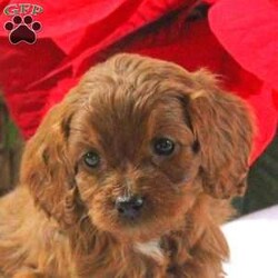 Megan/Cavapoo									Puppy/Female														/7 Weeks,This fluffy Cavapoo puppy is cute as can be! Megan loves to wiggle and play! She is socialized, family raised with children, and ready to be the best addition to her forever family! Megan has been seen by a vet and is up to date on shots and de-wormer. Plus, the breeder provides a health guarantee when this sweet puppy heads home. Call Leon Allgyer today to learn more and schedule your visit!