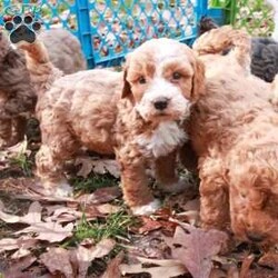 Dasher/Mini Labradoodle									Puppy/Male																/6 Weeks,They are going to be about 25lbs. They are extremely adorable! The puppies will come with their first set of shots and vet checked. Let me know if you have any questions.