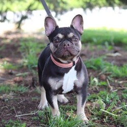 Chelsie/French Bulldog									Puppy/Female														/6 Weeks,Meet Chelsie, the adorable AKC French Bulldog who’s impossible to resist! With her irresistibly chubby, wrinkled face and a playful, mischievous personality, Chelsie is a bundle of joy ready to bring endless smiles and love into your life. Energetic, curious, and full of charm, she’s always eager to fill your days with laughter, affection, and unforgettable memories.