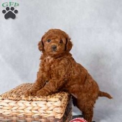 Charity/Mini Labradoodle									Puppy/Female														/October 28th, 2024,Looking for the perfect Christmas gift? Look no more! Charity would be the perfect present for anyone and these sweet little ones will be ready for their fur-ever home just a couple days before Christmas! 