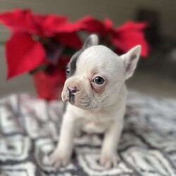 Chandler/Frenchton									Puppy/Male																/9 Weeks,Meet Chandler! Our male Frenchton. He is the only male in this beautiful litter! They are all vet checked, had their shots and deworming and are raised in a family with children so get lots of attention! If you would like more information please call or text anytime! 