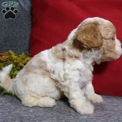 Rosco/Cavapoo									Puppy/Male																/5 Weeks,Hi, im a Cavapoo puppy. I am looking forward to meeting you! I am up to date with my immunizations, my wormer medications, and I have a Micro-chip so that I can be easily identified if I ever become lost!