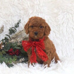 Julie/Mini Goldendoodle									Puppy/Female														/October 28th, 2024,Julie is a sweet Mini Goldendoodle puppy that would love to find a loving forever home. She is being family raised and has been socialized with children. This fun pup can’t wait to romp around and play with you. Julie is up to date on shots & wormer plus she will be vet checked before leaving the breeders property. To learn more about this fluffy gal, call the breeder today!