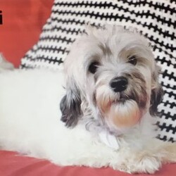 Liam/Havanese									Puppy/Male																/12 Weeks,Meet Liam, a gorgeous little brown and white Havanese male puppy. With his charming personality and playful nature, Liam is sure to steal your heart. This little guy is not just a pet; he’s an instant companion who will grace your home with joy and love.