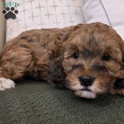 Chip/Cavapoo									Puppy/Male																/6 Weeks,Chip is an adorable F1B Cavapoo puppy who is well socialized and loves to play with kids. Family raised in our home with extra love and care. 