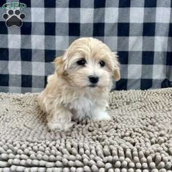 Sally/Coton de Tulear									Puppy/Female														/October 24th, 2024,Meet Sally a cute little Coton, she is ACA Reg. , Vet checked and shots are up to date,  Ready to be your little companion.    