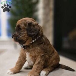 Chip/Cavapoo									Puppy/Male																/6 Weeks,Chip is an adorable F1B Cavapoo puppy who is well socialized and loves to play with kids. Family raised in our home with extra love and care. 