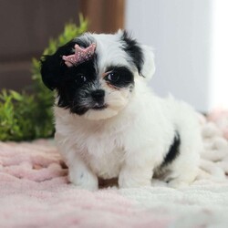 Quinn/Teddy Bear									Puppy/Female														/10 Weeks,Meet Quinn, a lovable Teddy Bear puppy with a heart full of charm! She is the perfect mix of fluff and fun, with a delightful personality that will melt your heart. She is not just adorable but also has a fantastic temperament, ready to be your new snuggle buddy or playful companion.