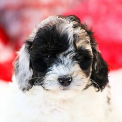 Adopt a dog:Fancy/Cockapoo/Female/7 weeks,Hi, my name is Fancy. I am so excited I love to be around people, and you will enjoy being with me! I’m looking forward to meeting my new forever family. Could that be with you? I sure hope so. I am a gorgeous puppy with a personality to match. I am also up to date on my vaccinations and vet checked from head to tail, so when you see me, I will be as healthy as can be. What are you waiting for? I know I will be the best friend you have dreamed of.