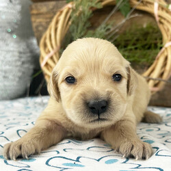 Adopt a dog:Rena/Golden Retriever/Female/3 weeks,Hello! My name is Rena! Am I not the cutest puppy you have ever seen? That is what everyone keeps telling me. Not only am I cute, but I also have a great personality too. Before arriving home, I will be up to date on my vaccinations and be pre-spoiled. I will make the perfect best friend and companion! So, what are you waiting for? Choose me today!