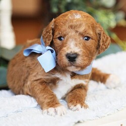 Adopt a dog:Boots/Goldendoodle/Male/6 weeks,Well, hello there! My name is Boots. I love to lay outside and grab some of that morning sunshine; it's exactly what I need to jump start my busy day. I love to play fetch and anytime I see a ball I get very excited about chasing after it. I'm always alert, waiting to see what we can do together. When you pick me, I will come with up to date on vaccinations and vet checked from head to tail. Don't miss out on bringing me home!