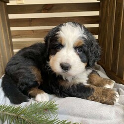 Stella/Bernese Mountain Dog									Puppy/Female														/November 18th, 2024,Meet Stella! She is an adorable, fun loving Bernese mountain Dog puppy! This sweetheart loves to cuddle and play! Stella is family raised and is excellent with children! Stella is AKC registered, up to date on shots, dewormed and vet checked. Contact me today with any questions or to schedule a time to meet Stella.