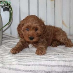 Riley/Cavapoo									Puppy/Female														/November 11th, 2024,Searching for an F1b Cavapoo puppy? This adorable little Cavapoo is smaller, more hypoallergenic, and smarter than your average Cavapoo because there is more Mini Poodle in this specific litter than Cavalier. This puppy is already used to being inside the house with a family and will have a smooth transition from our family to yours. The mother is a family pet and her puppies will be very fun to train! Each pup comes up to date on shots and dewormer and vet checked! If you are interested in adding one of our Cavapoos to your home contact us today! 