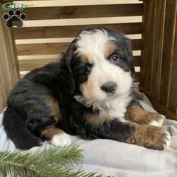 Stella/Bernese Mountain Dog									Puppy/Female														/November 18th, 2024,Meet Stella! She is an adorable, fun loving Bernese mountain Dog puppy! This sweetheart loves to cuddle and play! Stella is family raised and is excellent with children! Stella is AKC registered, up to date on shots, dewormed and vet checked. Contact me today with any questions or to schedule a time to meet Stella.