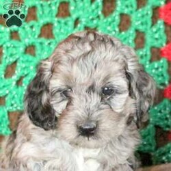 Landon/Cockapoo									Puppy/Male																/November 14th, 2024,This is Landon, a soft and sweet Cockapoo puppy who is well socialized and ready to meet his forever family! He is being raised by a family with children and preparing for his new home. Landon has been seen by a vet and is up to date on shots and de-wormer, plus the breeder provides a health guarantee. Curious and cute as can be, Landon is easy to love! For more information and to schedule a visit, please call Aaron Flaud today!