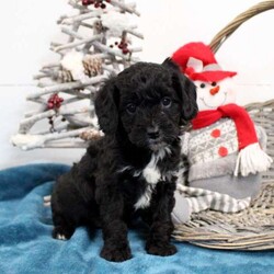 Midnight/Cavapoo									Puppy/Male																/November 14th, 2024,Meet Midnight! This snuggly Cavapoo puppy is vet checked & up to date on shots & wormer, plus comes with an extended health guarantee provided by the breeder! Midnight is well socialized & currently being family raised with children! If you would like more information on this endearing pup, please contact Adrian Zimmerman today!