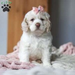 Annie/Cocker Spaniel									Puppy/Female														/8 Weeks,Meet Annie, the most adorable little AKC Cocker Spaniel you will ever meet! This cute little baby has the most luscious hair coat and the most darling features of a Cocker Spaniel. She is ready to take on the world with her forever family by her side. Her knack for bringing smiles to the faces of everyone she meets has ensured that she has received endless love and attention since birth. This has allowed her to become highly socialized and very adaptable. When she joins you and your family, she will have no trouble adjusting to you and your lifestyle.