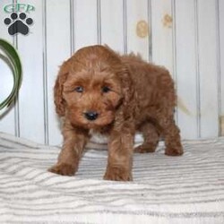 Riley/Cavapoo									Puppy/Female														/November 11th, 2024,Searching for an F1b Cavapoo puppy? This adorable little Cavapoo is smaller, more hypoallergenic, and smarter than your average Cavapoo because there is more Mini Poodle in this specific litter than Cavalier. This puppy is already used to being inside the house with a family and will have a smooth transition from our family to yours. The mother is a family pet and her puppies will be very fun to train! Each pup comes up to date on shots and dewormer and vet checked! If you are interested in adding one of our Cavapoos to your home contact us today! 