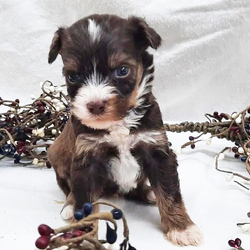 Cody/Schnoodle/Male/5 weeks